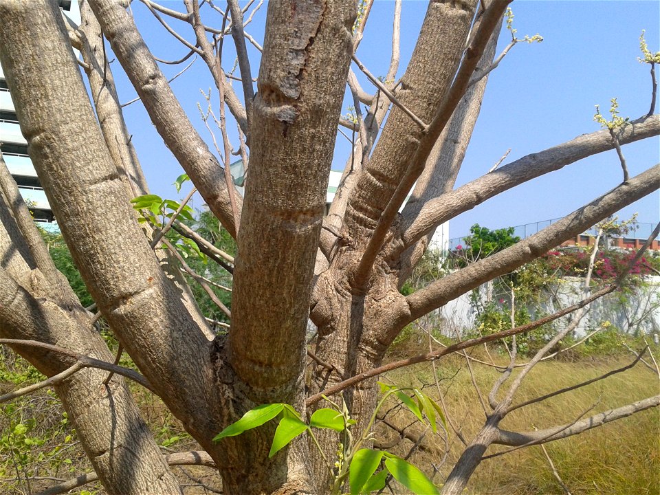 Botanical name - Lannea coromandelica
Common name- Indian Ash Tree
Bark is astringent and stomachic; used as a lotion in obstinate ulcers; Cures heart diseases, dysentery and mouth sores. Decoction of