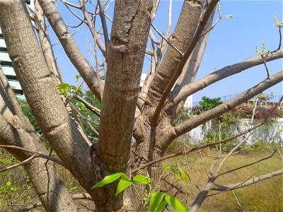 Botanical name - Lannea coromandelica Common name- Indian Ash Tree Bark is astringent and stomachic; used as a lotion in obstinate ulcers; Cures heart diseases, dysentery and mouth sores. Decoction of photo
