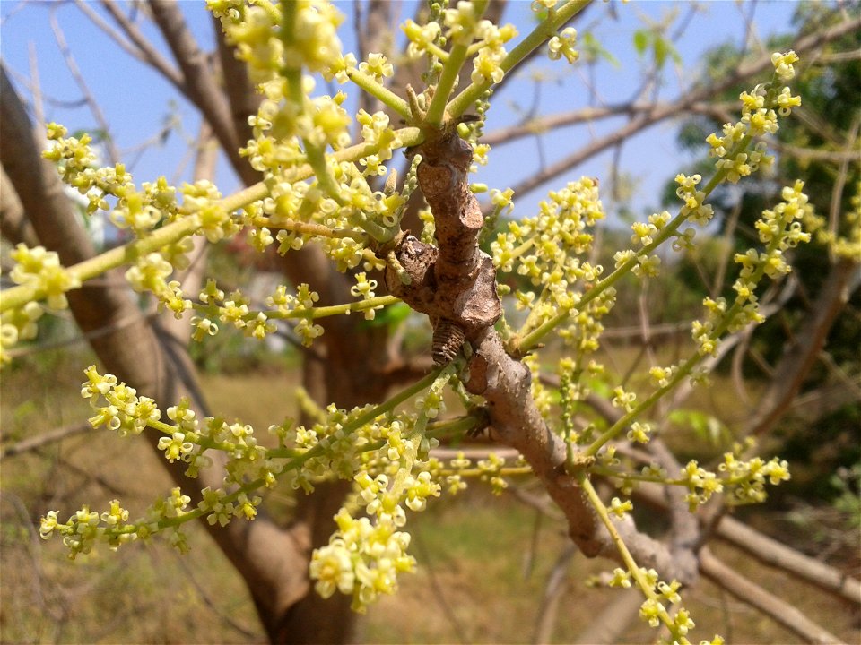 Botanical name - Lannea coromandelica
Common name- Indian Ash Tree   
Bark is astringent and stomachic; used as a lotion in obstinate ulcers; Cures heart diseases, dysentery and mouth sores. Decoction