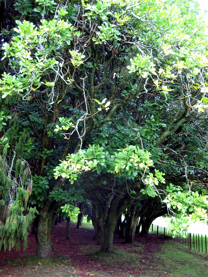 , Kohekohe, trees in Cornwall Park, Auckland, New Zealand