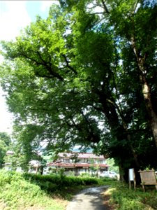 天神社境内にある兵庫県指定文化財（天然記念物）の樹木 photo