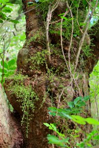 Gnarly kohekohe trunk with cauliflorous flowers (not yet opened) photo