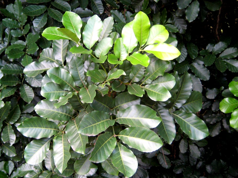 , Kohekohe, foliage, Auckland, New Zealand