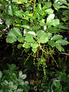 , Kohekohe, leaves and young flowers, Auckland, New Zealand photo