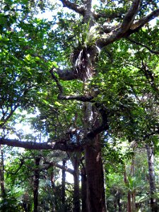 , Kohekohe, tree in native forest, Auckland, New Zealand photo