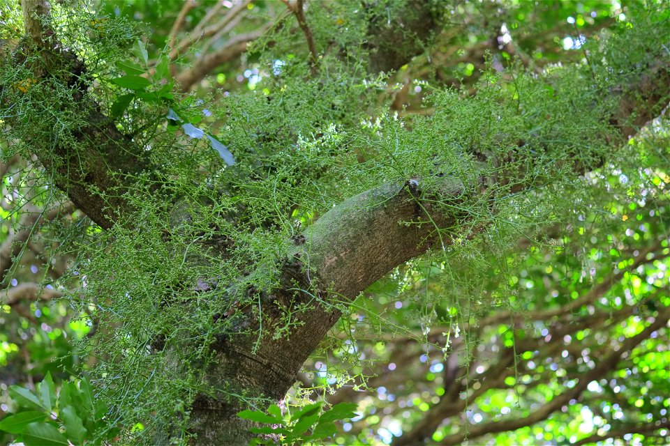 Masses of kohekohe flowers growing from trunk and branches; the flowers have not yet opened