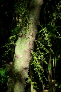 Sunlit kohekohe flower stalks growing directly from trunk