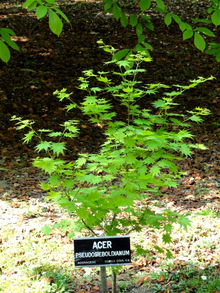 Acer pseudosieboldianum. Botanical specimen on the grounds of the Villa Taranto (Verbania), Lake Maggiore, Italy.