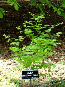 Acer pseudosieboldianum. Botanical specimen on the grounds of the Villa Taranto (Verbania), Lake Maggiore, Italy.