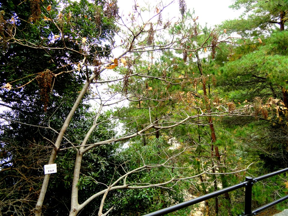 Botanical specimen in the Miyajima Natural Botanical Garden, Hatsukaichi, Hiroshima, Japan.