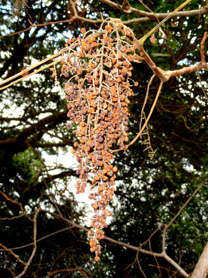 Botanical specimen in the Miyajima Natural Botanical Garden, Hatsukaichi, Hiroshima, Japan.