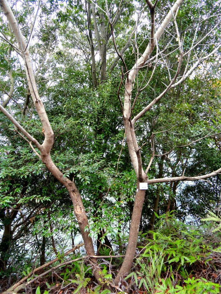 Botanical specimen in the Miyajima Natural Botanical Garden, Hatsukaichi, Hiroshima, Japan.