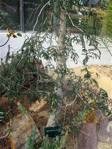 Operculicarya decaryi in a greenhouse of the Jardin des Plantes in Paris.