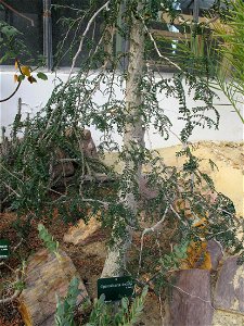 Operculicarya decaryi in a greenhouse of the Jardin des Plantes in Paris. photo