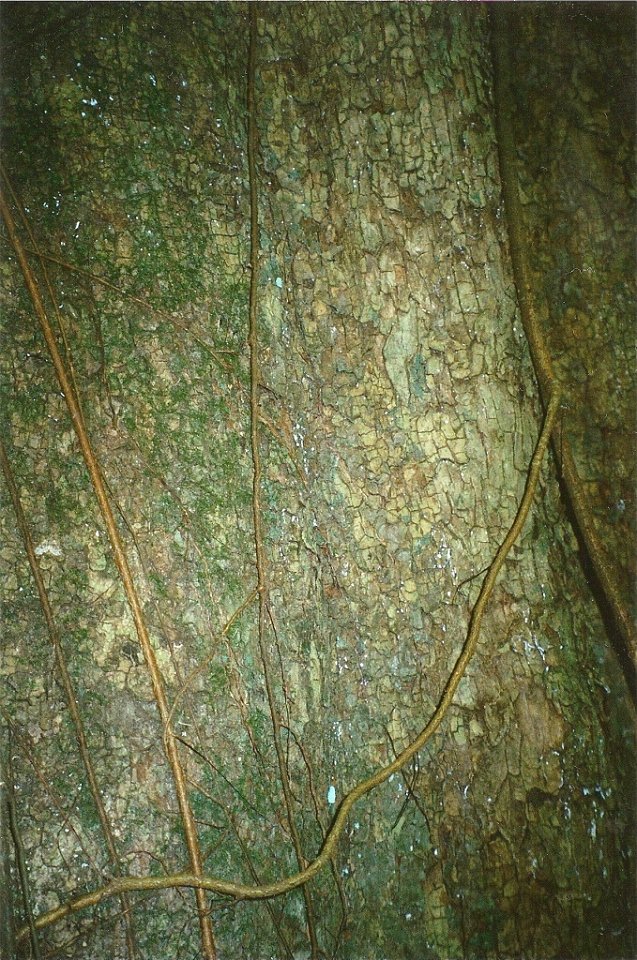Dysoxylum_fraserianum_-_bark_-_Toonumbar_National_Park