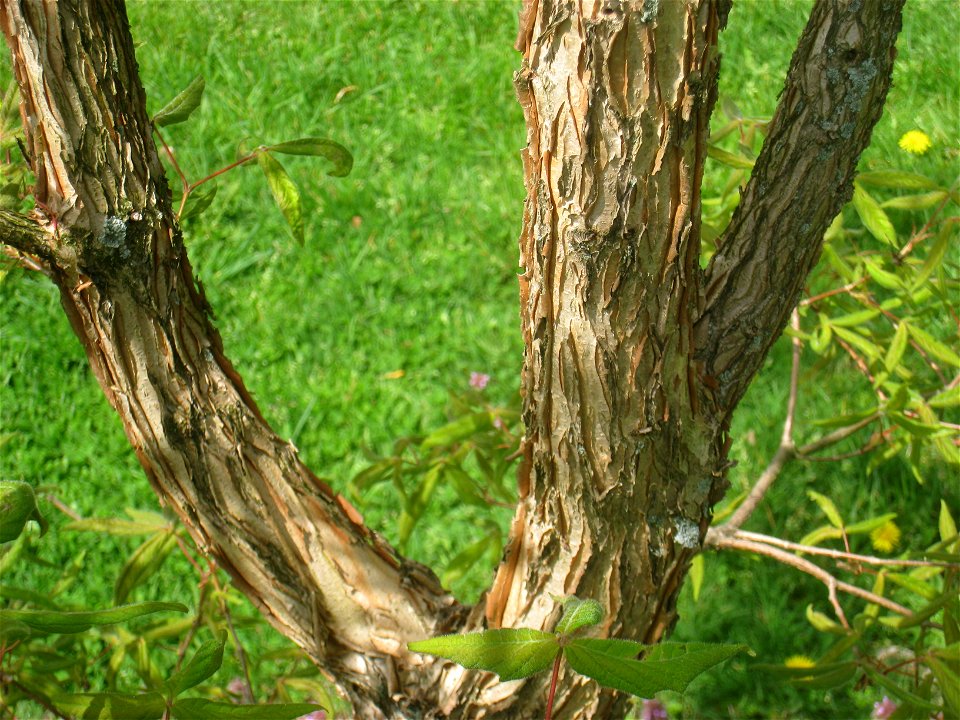 Acer triflorum, Arnold Arboretum, Jamaica Plain, Boston, Massachusetts, USA.