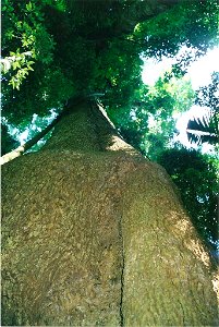 Dysoxylum_fraserianum_-_giant_tree - Border Ranges National Park photo