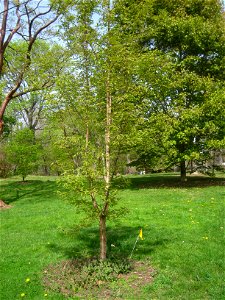 Acer triflorum, Arnold Arboretum, Jamaica Plain, Boston, Massachusetts, USA. photo