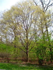 Acer maximowiczianum, Arnold Arboretum, Jamaica Plain, Boston, Massachusetts, USA. photo