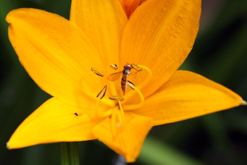 Lily flower beautiful