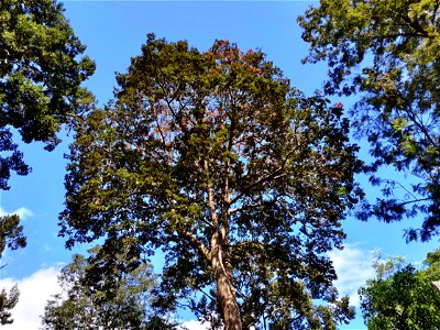 Canarium strictum tree in the Anamalai Hills, India