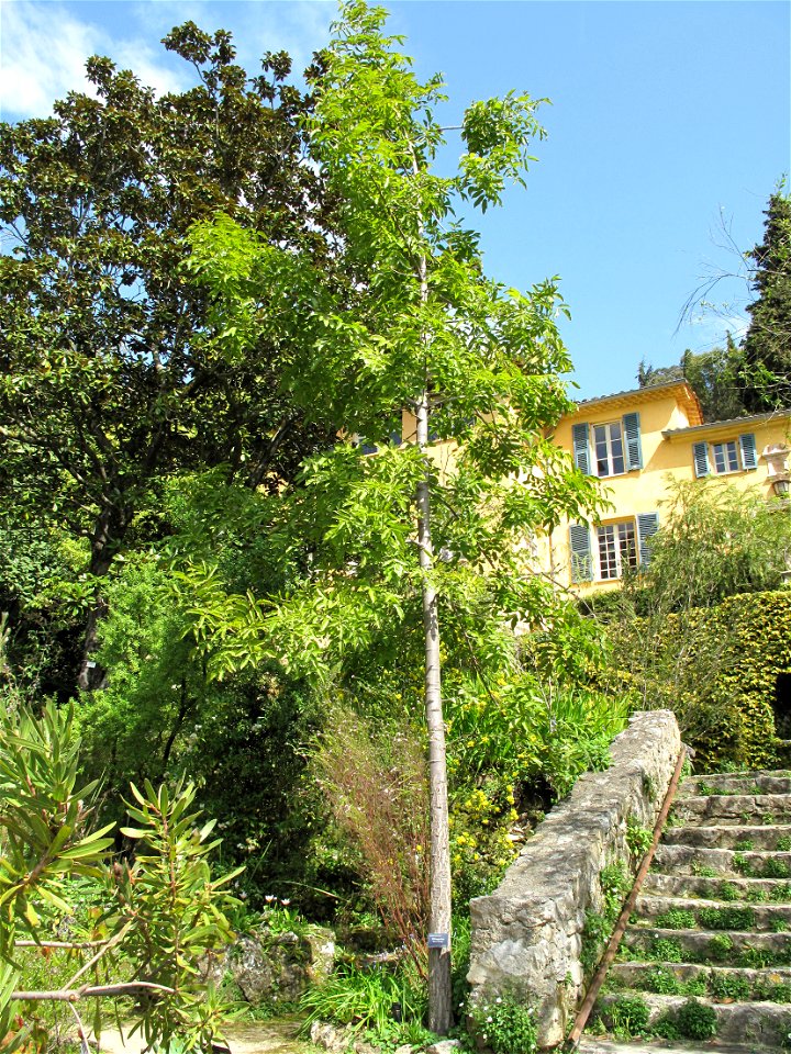 Pleiogynium timorense in the jardin des Serres de la Madone in Menton (Alpes-Maritimes, France). Identified by its botanic label.
