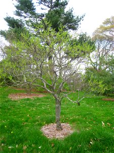 Xanthoceras sorbifolium, Arnold Arboretum, Jamaica Plain, Boston, Massachusetts, USA. photo