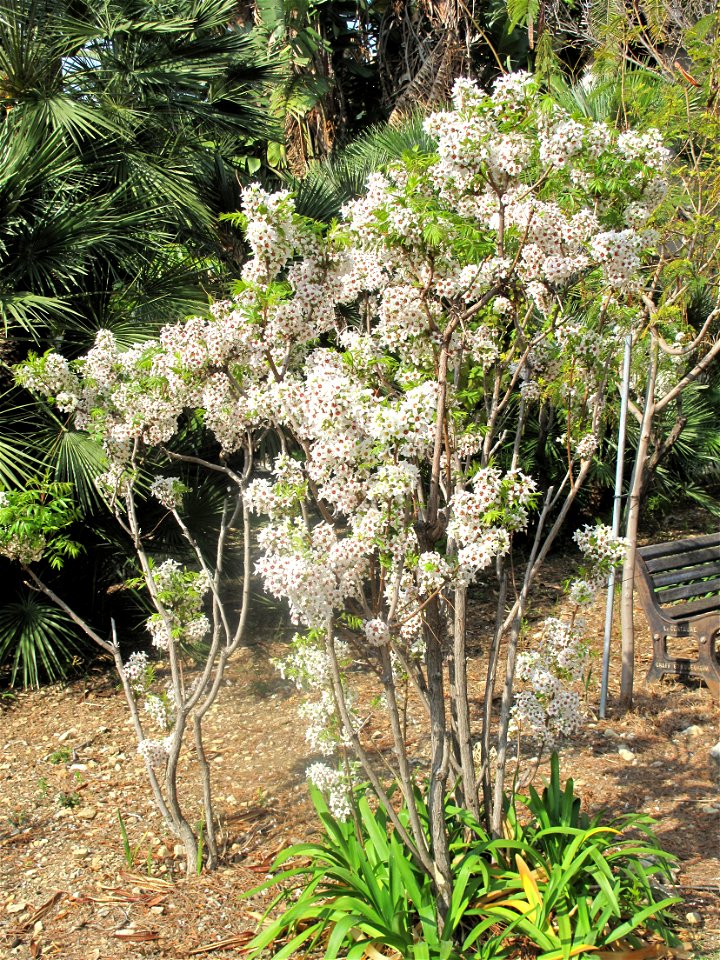 Xanthoceras sorbifolium in the garden of the villa Maria Serena in Menton (Alpes-Maritimes, France). Identified by botanic label.
