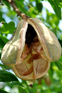 Yellowhorn. Botanischer Garten Bern, Switzerland. photo