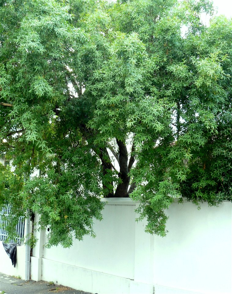 Searsia pendulina - Wit Karee - prev Rhus