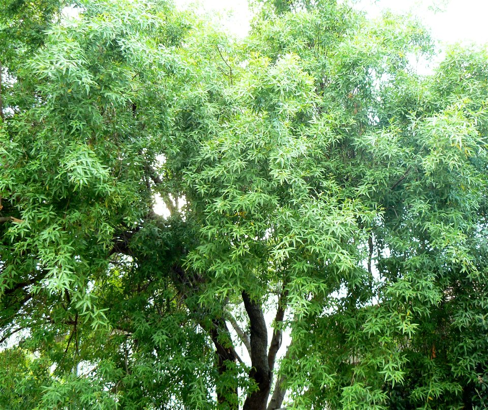 Searsia pendulina - Wit Karee