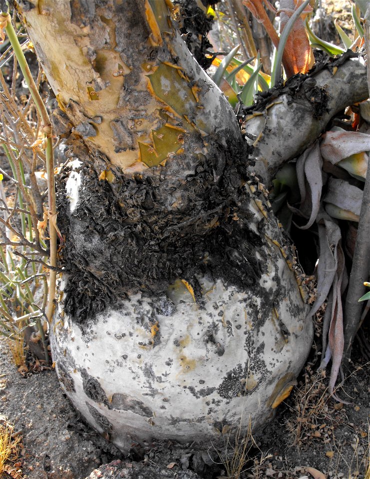 Pachycormus discolor at the San Diego Wild Animal Park, Escondido, California, USA. This is the base of the trunk.