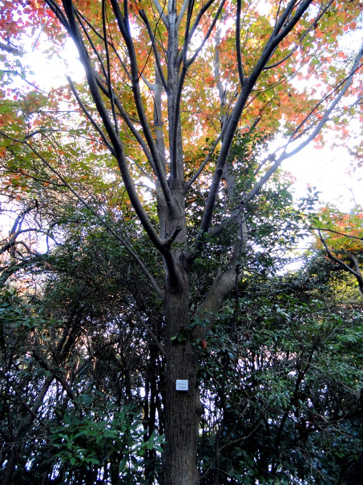 Botanical specimen in the Miyajima Natural Botanical Garden, Hatsukaichi, Hiroshima, Japan.