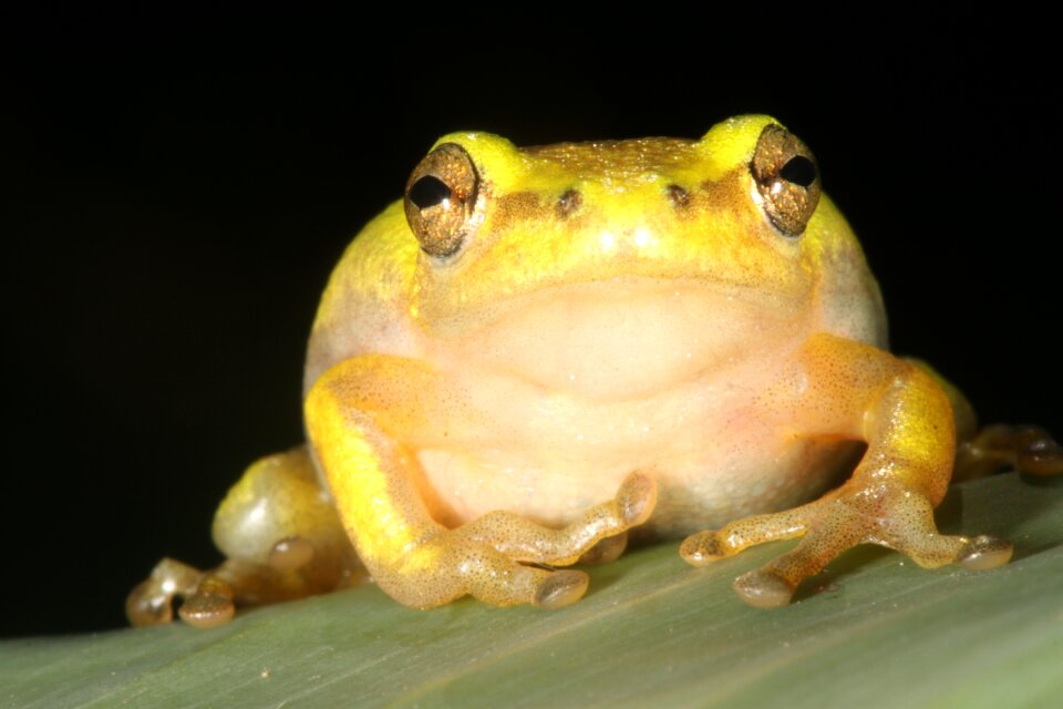 Hyperolid hyperolidae reed frog