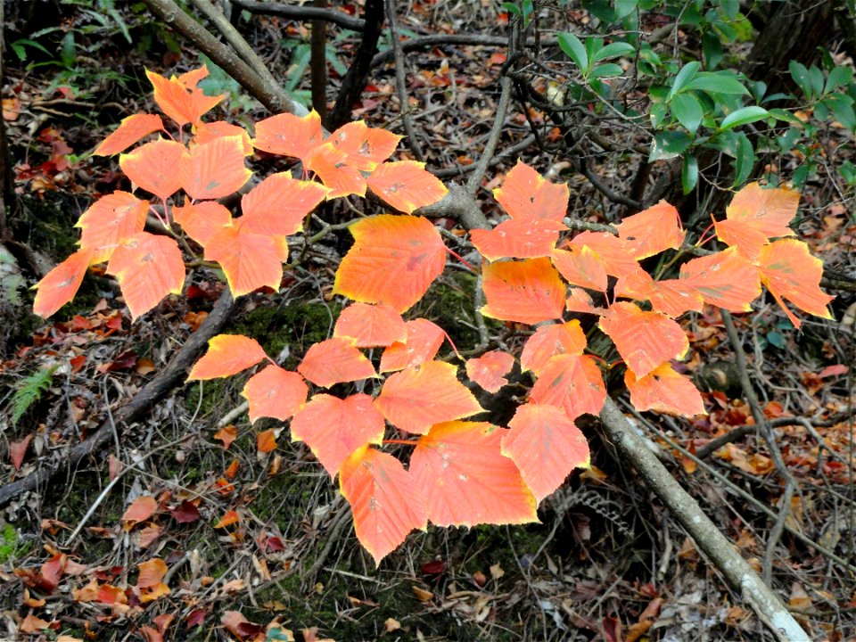Botanical specimen in the Miyajima Natural Botanical Garden, Hatsukaichi, Hiroshima, Japan.