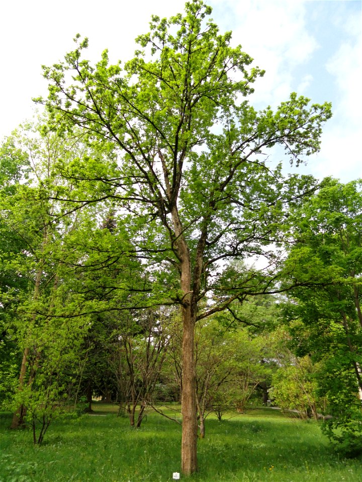 Acer miyabei specimen in the Botanischer Garten München-Nymphenburg, Munich, Germany.