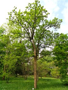 Acer miyabei specimen in the Botanischer Garten München-Nymphenburg, Munich, Germany.