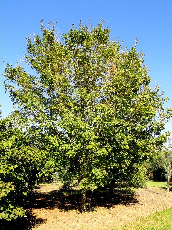 Acer miyabei specimen in the J. C. Raulston Arboretum (North Carolina State University), 4415 Beryl Road, Raleigh, North Carolina, USA.