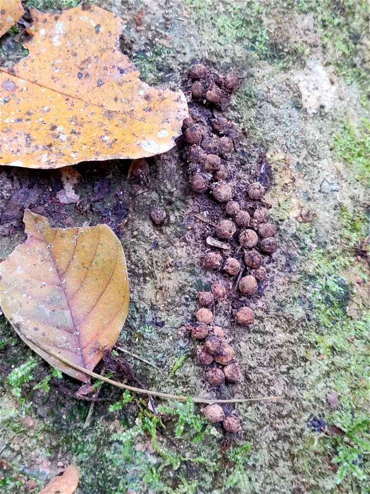 Scat of brown palm civet (Paradoxurus jerdoni) with Acronychia pedunculata seeds on a fallen log in the Anamalai Hills, India