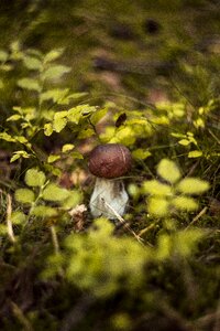 Autumn mushrooms red