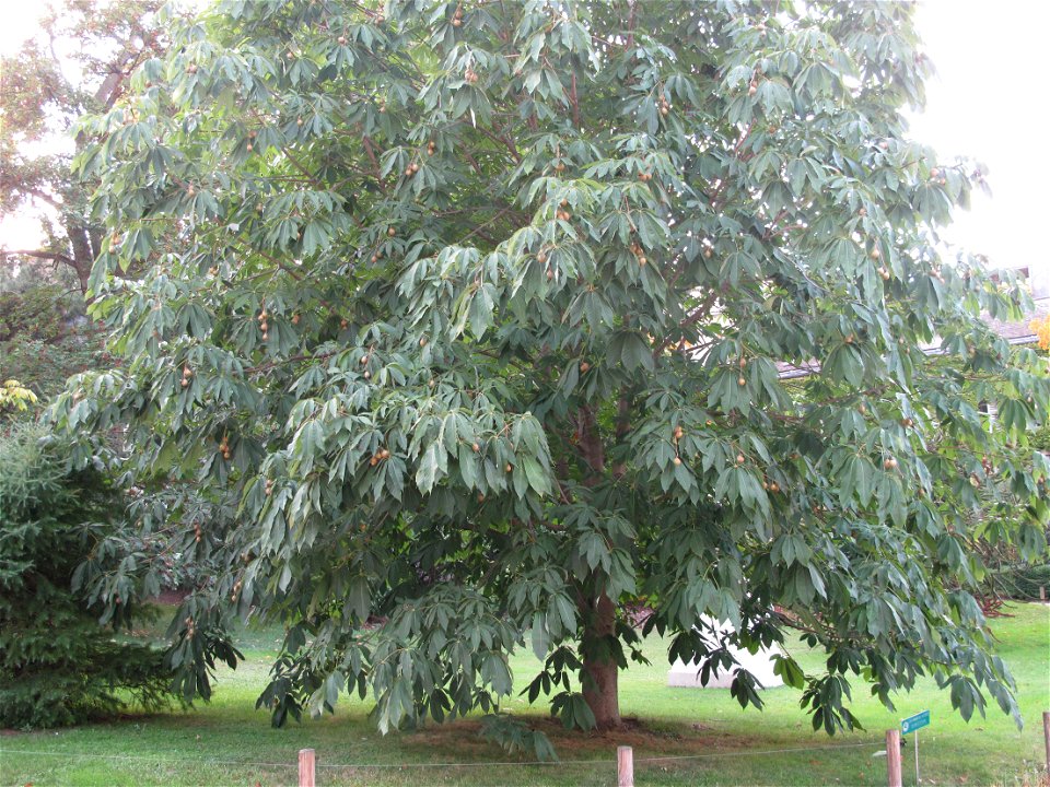 Aesculus wilsonii in the Jardin des Plantes in Paris. Identified by sign.