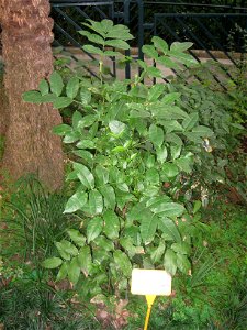 Zanthoxylum nitidum. Plant specimen in the Hong Kong Zoological and Botanical Gardens, Hong Kong.