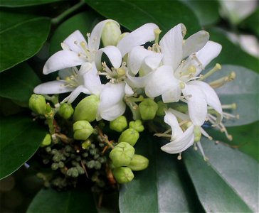 ; Flowers, trees, and other plant stuff White flowering plant from southeast Asia and Australia. Nematolepis squamea. photo