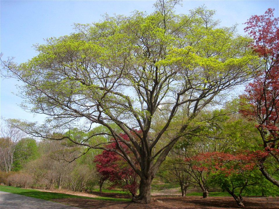 Acer mono, Arnold Arboretum, Jamaica Plain, Boston, Massachusetts, USA.