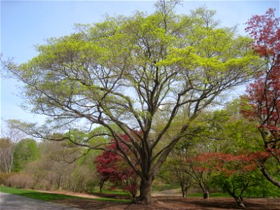 Acer mono, Arnold Arboretum, Jamaica Plain, Boston, Massachusetts, USA. photo