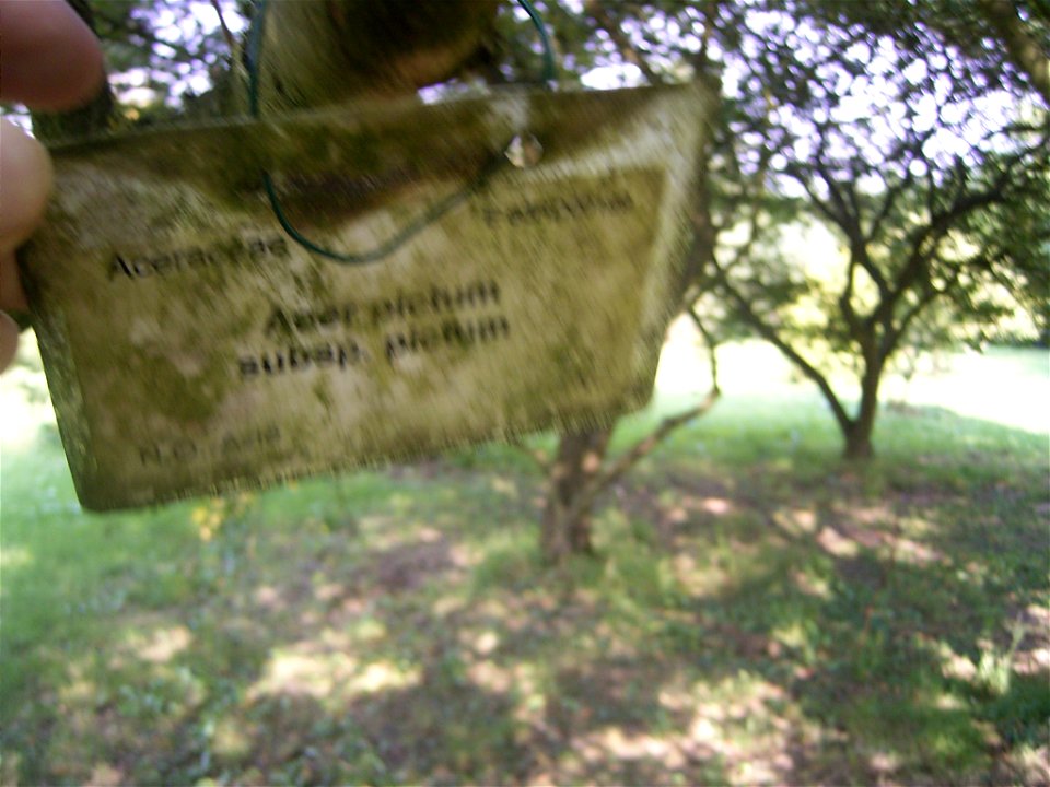 This photo shows Acer pictum ssp pictum
