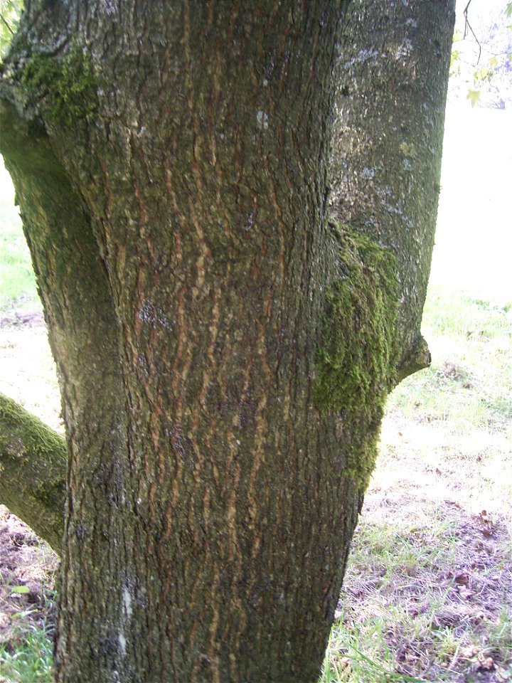 This photo shows Acer pictum ssp pictum