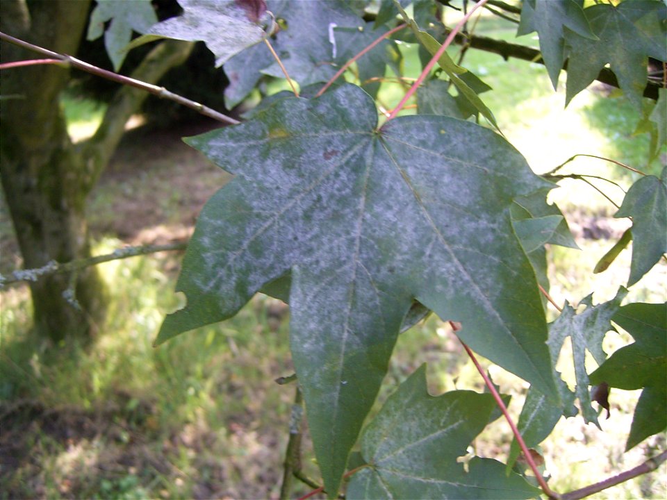 This photo shows Acer pictum subsp. pictum