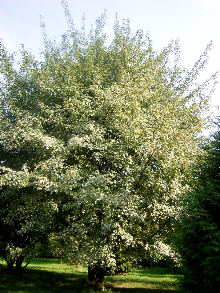 This photo shows Acer pictum subsp. pictum