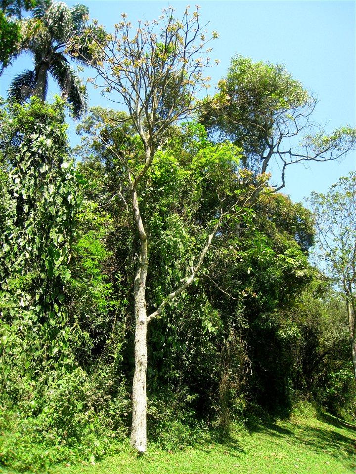 Cedrela fissilis in the Jardim Botânico de São Paulo, São Paulo City, SP, Brazil.
